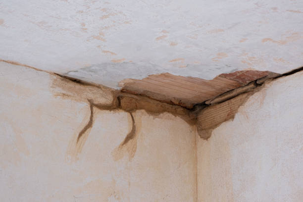 Best Mold removal after water damage  in Lyles, TN